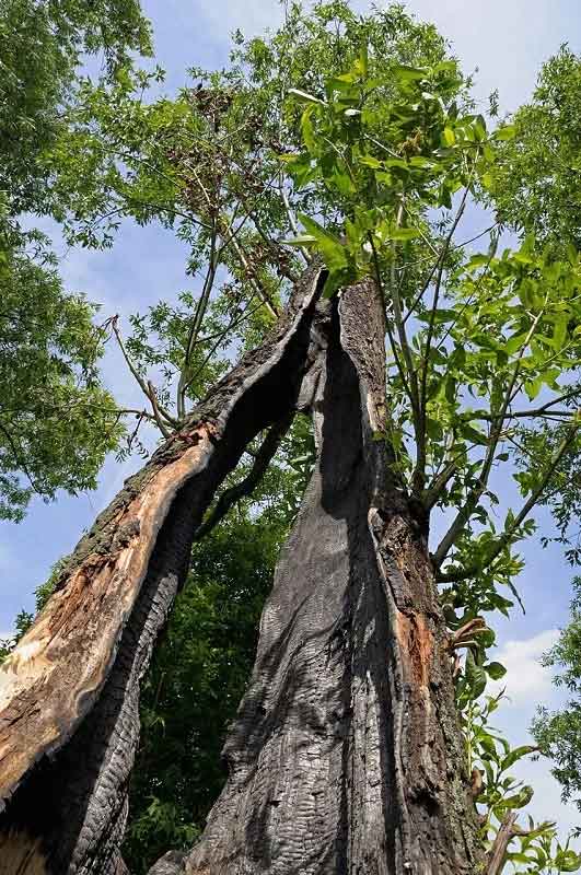 A tree split by lightning in two parts