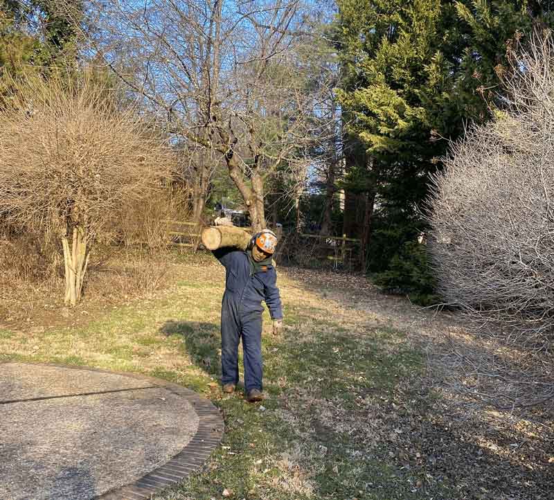 A men carrying a tree on his back