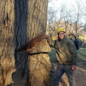 A worker is standing beside a half cut tree