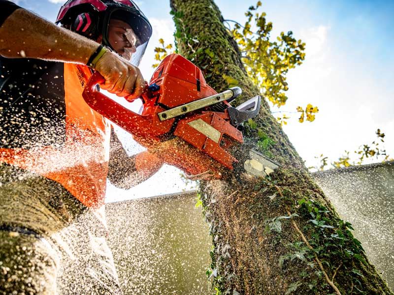Certified Arborist
