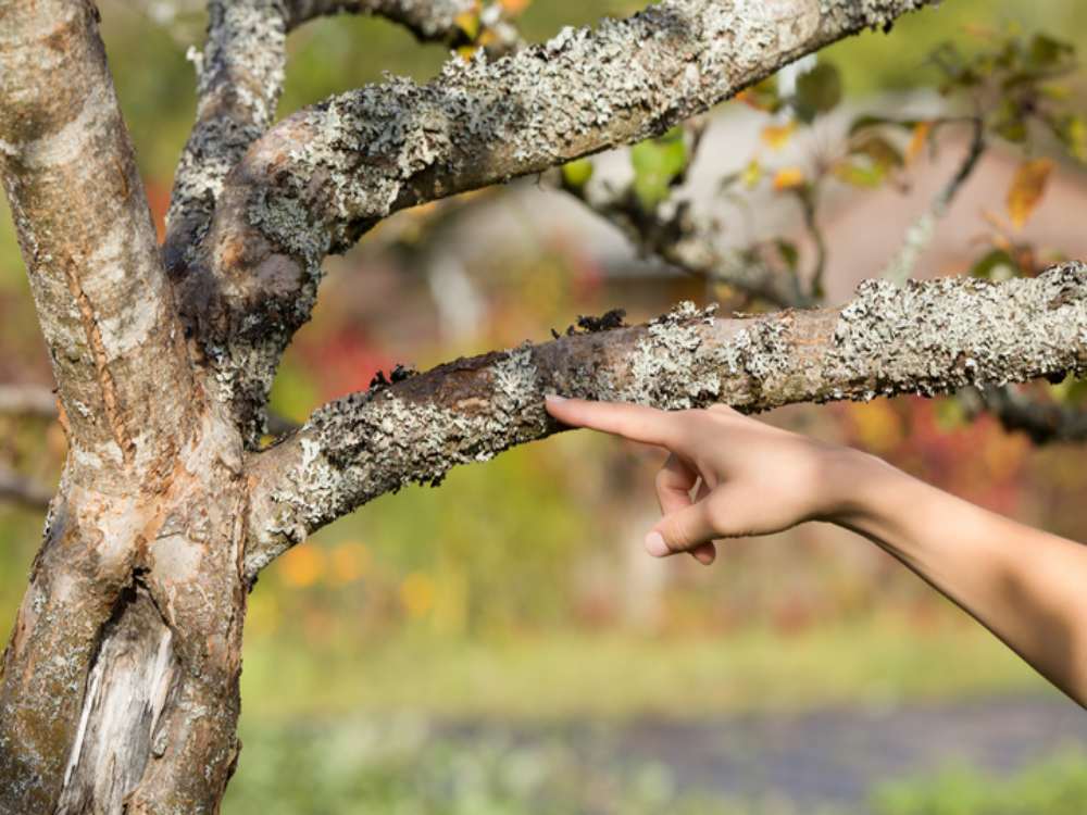 Early signs of tree disease affecting landscape trees in DE, MD, and PA