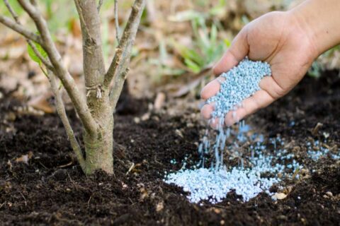 Plant health care services supporting healthy trees in DE, MD, and PA