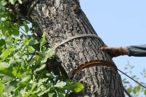 Tree assessment showing save or removal decision in DE, MD, and PA