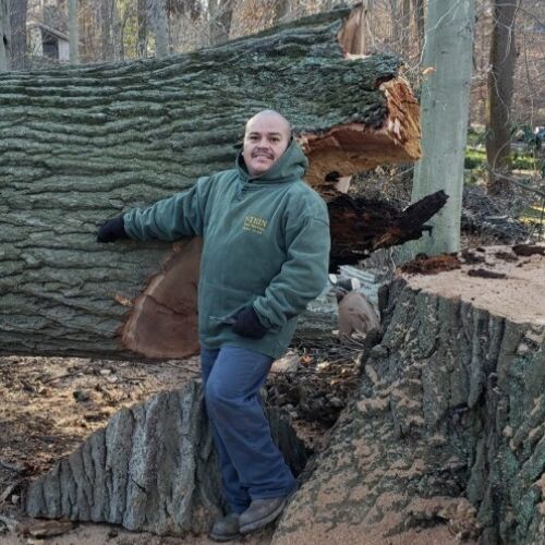 large red oak tree removal tree downed beside tree stump - Stein Tree Service
