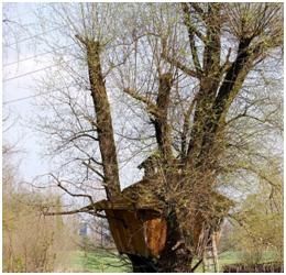 Photo of tree in winter | Tree Topping Is a Bad Practice | Stein Tree Service