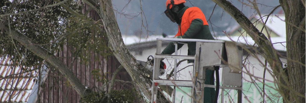 Tree Removal in Glen Mills, PA