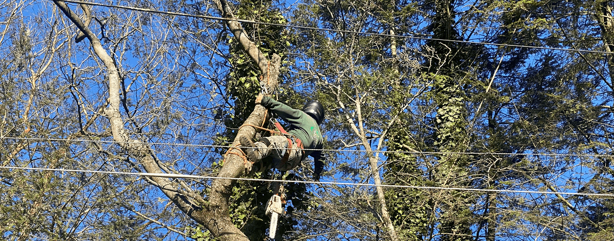 Stein Tree worker in tree near power lines - Tree Removal in Brandywine DE
