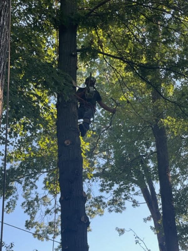 worker in a tall tree - Stein Tree Service