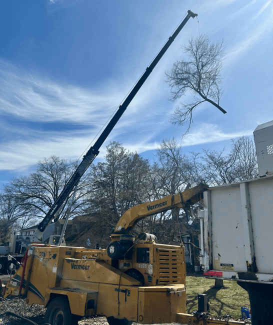 crane removing top of a very tall tree - commercial tree services - Stein Tree Service